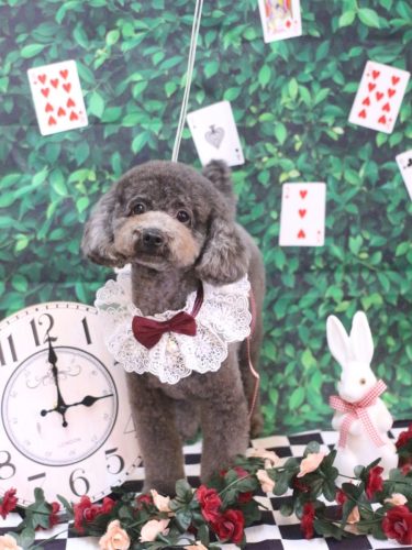 20250416chipieちゃん